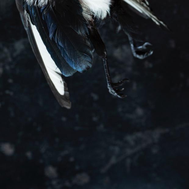 Lisbeta skata beskuren